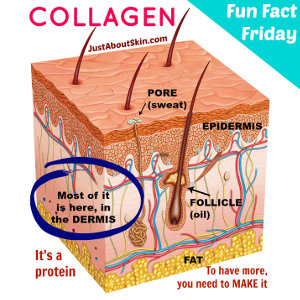 Collagen in Layers of Skin 300px