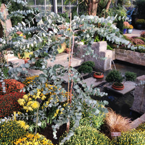 Eucalyptus Plant in Greenhouse