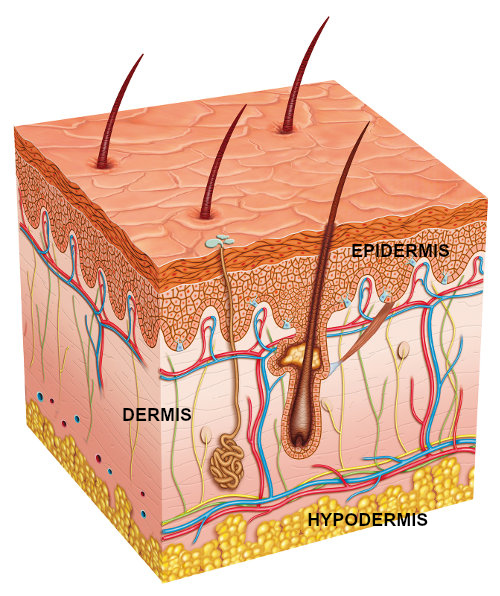 Skin Biology - Layers of Skin