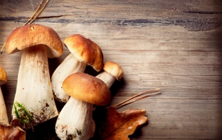 Mushrooms in Anti-Aging Skin Care