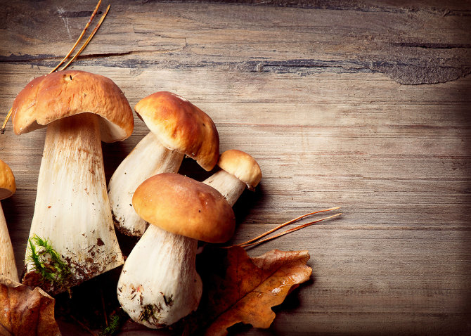 Mushrooms in Anti-Aging Skin Care