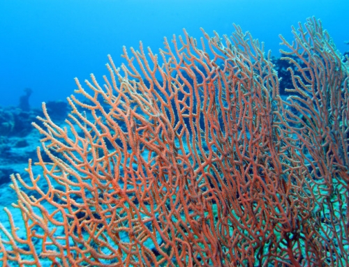 Ingredient Spotlight – SEA WHIP (Gorgonian Coral)