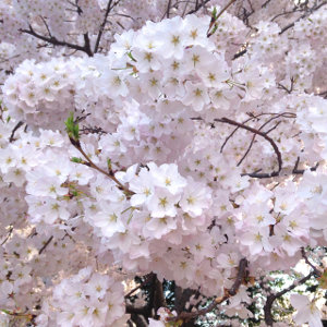 Cherry Blossoms 300px