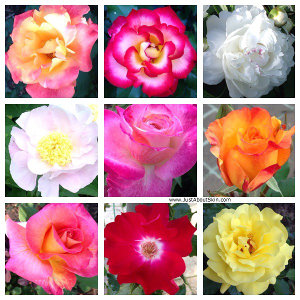 Roses Collage 300px