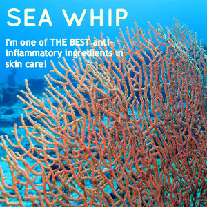 Sea Whip (Gorgonian Coral) 300px