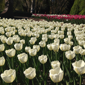 White Tulips 300px