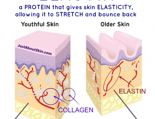 Protect Your ELASTIN For Firm, Tight Skin
